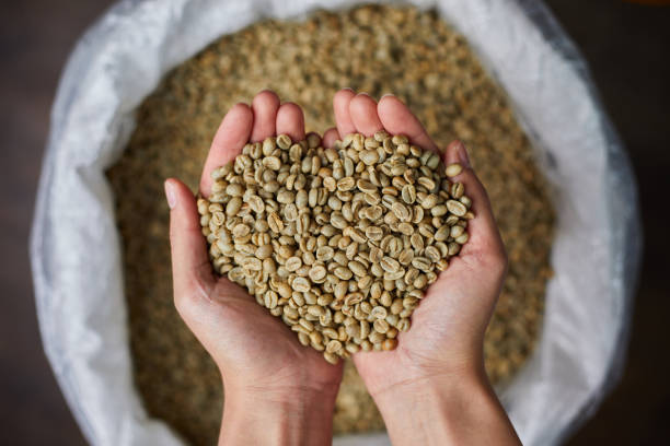 Is Green Coffee Bean Good For You? Our Top 5 Tips to Help You Lose Weight