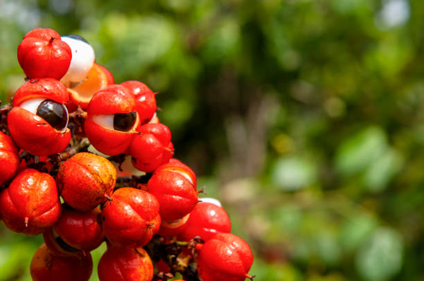 Guarana: Benefits From This Energizing Superfood